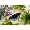 Набор для вышивания PANNA Живая картина JK-2256 Бабочка. Эрцгерцог 13 х 13 см Фото 3.