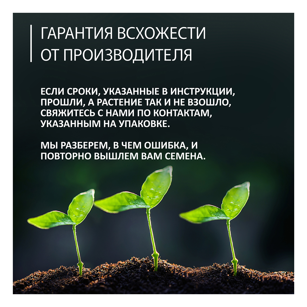 Фудзи сад Подарочный набор для выращивания Вырасти Бонсай дома Сосна крымская (сосна черная) fg-005 Фото 7.