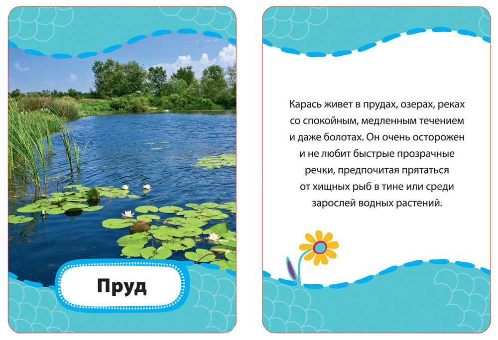 РОСМЭН Кто где живет, кто что ест? (Разв. карточки 3+) 21006 Фото 3.
