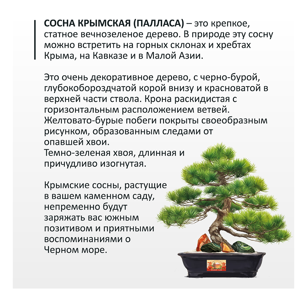 Фудзи сад Подарочный набор для выращивания Вырасти Бонсай дома Сосна крымская (сосна черная) fg-005 Фото 2.