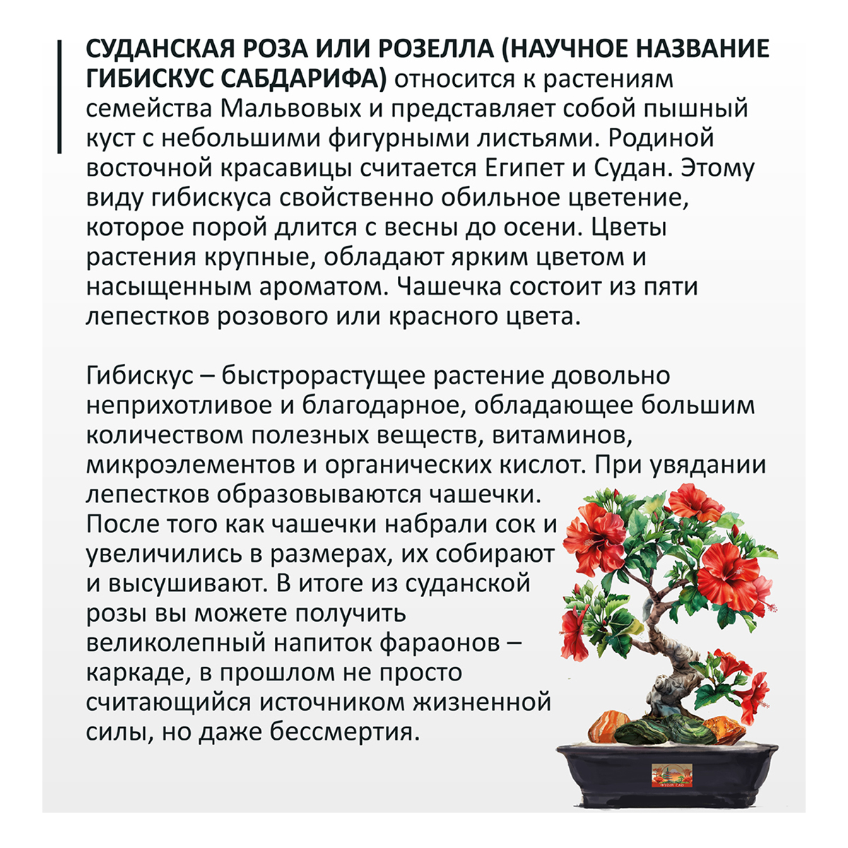 Фудзи сад Подарочный набор для выращивания Вырасти Бонсай дома Суданская роза (гибискус сабдарифа) fg-006 Фото 2.