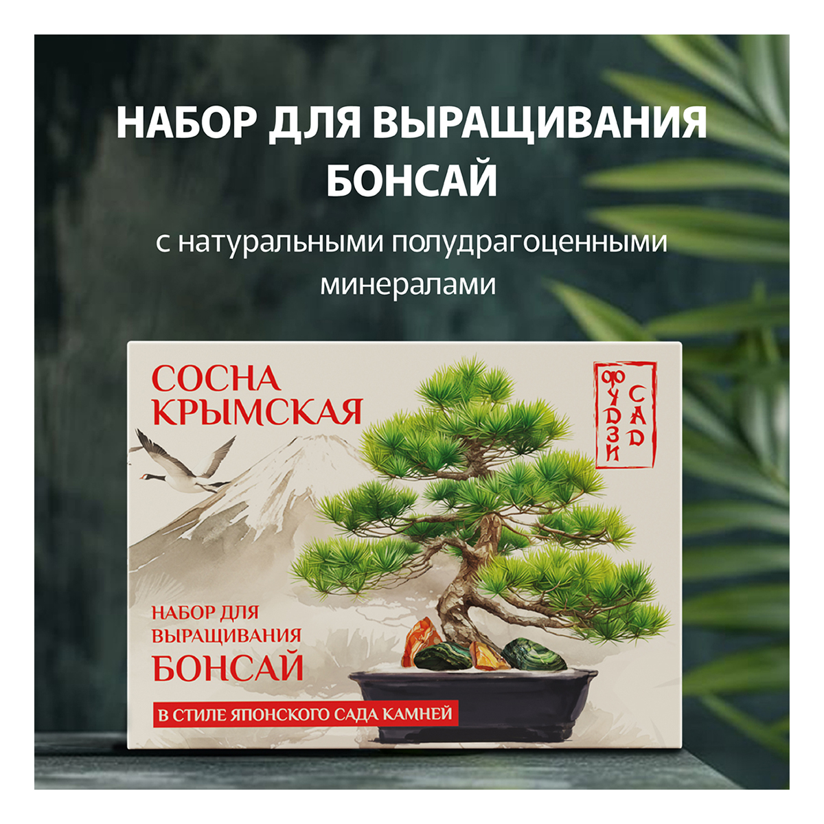 Фудзи сад Подарочный набор для выращивания Вырасти Бонсай дома Сосна крымская (сосна черная) fg-005 Фото 1.