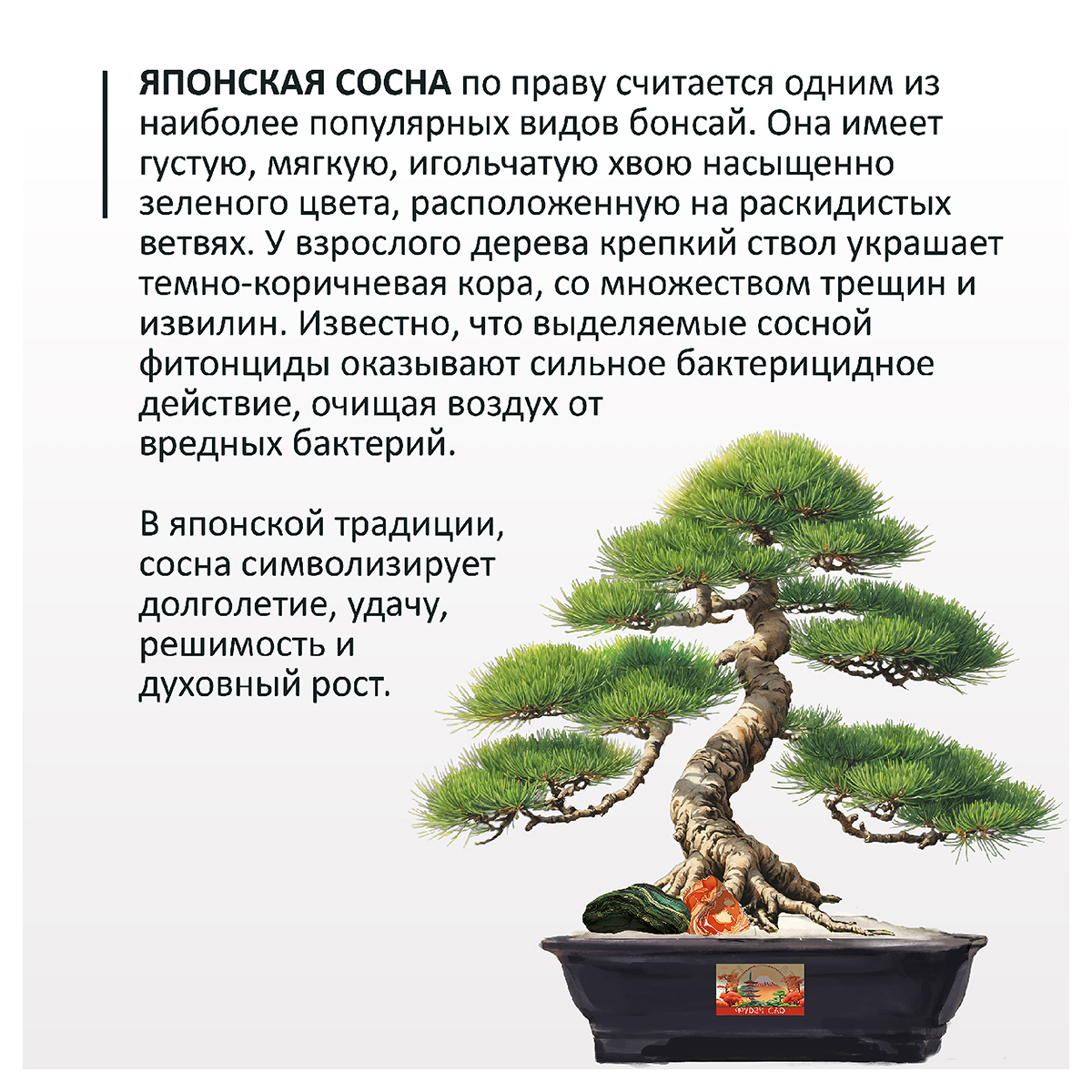 Фудзи сад Подарочный набор для выращивания Вырасти Бонсай дома Сосна японская fg-009 Фото 2.