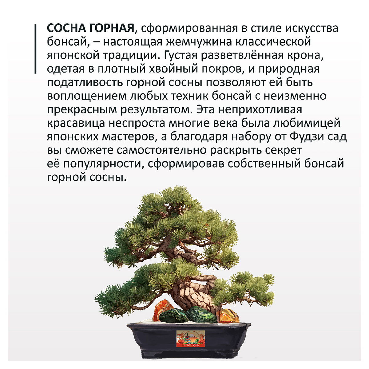 Фудзи сад Подарочный набор для выращивания Вырасти Бонсай дома Сосна горная fg-007 Фото 2.
