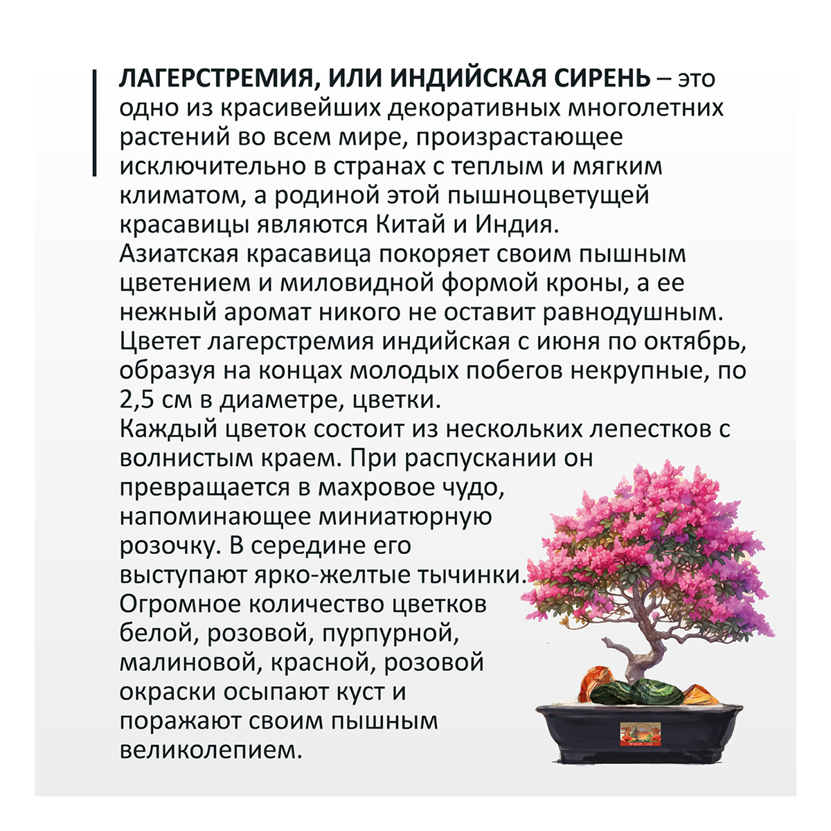 Фудзи сад Подарочный набор для выращивания Вырасти Бонсай дома Индийская сирень (лагерстремия) fg-002 Фото 2.