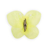 BLITZ 24 Бабочка капрон №22 лимонный Фото 1.