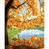 Molly Картина по номерам (цветной холст) 40 х 50 см Осенний пейзаж KK0733 Фото 1.