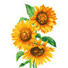ФРЕЯ PKZ/PM-029 Набор для раскрашивания по номерам (на картоне) 40 х 30 см Солнечные цветы Фото 1.