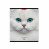 ErichKrause 58406 Тетрадь общая ученическая Cats A5+ 96 л. на скобе 60 г/кв.м клетка Фото 5.