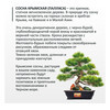Фудзи сад Подарочный набор для выращивания Вырасти Бонсай дома Сосна крымская (сосна черная) fg-005 Фото 2.