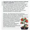 Фудзи сад Подарочный набор для выращивания Вырасти Бонсай дома Суданская роза (гибискус сабдарифа) fg-006 Фото 2.