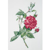 Klart набор для вышивания 8-531 Ботаника. Роза 15 х 21.5 см Фото 1.