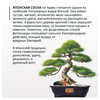 Фудзи сад Подарочный набор для выращивания Вырасти Бонсай дома Сосна японская fg-009 Фото 2.