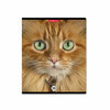 ErichKrause 58406 Тетрадь общая ученическая Cats A5+ 96 л. на скобе 60 г/кв.м клетка Фото 7.