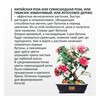 Фудзи сад Подарочный набор для выращивания Вырасти Бонсай дома Китайская роза (гибискус изменчивый) fg-003 Фото 2.