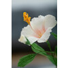 Blumentag Гофрированная бумага GOF-180 50 см х 2.5 м 144 г/м2 554 розовый Фото 7.