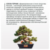 Фудзи сад Подарочный набор для выращивания Вырасти Бонсай дома Сосна горная fg-007 Фото 2.
