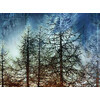 Ткань для пэчворка PEPPY DAKOTA 4681 PANEL 70 x 110 см 146 г/кв.м ± 5 100% хлопок 26467 MUL1 PANEL Фото 1.