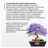Фудзи сад Подарочный набор для выращивания Вырасти Бонсай дома Фиалковое дерево fg-010 Фото 2.