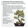 Фудзи сад Подарочный набор для выращивания Вырасти Бонсай дома Земляничная гуава fg-001 Фото 2.