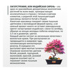 Фудзи сад Подарочный набор для выращивания Вырасти Бонсай дома Индийская сирень (лагерстремия) fg-002 Фото 2.