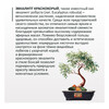 Фудзи сад Подарочный набор для выращивания Вырасти Бонсай дома Эвкалипт Краснокорый fg-008 Фото 2.