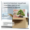Фудзи сад Подарочный набор для выращивания Вырасти Бонсай дома Сосна крымская (сосна черная) fg-005 Фото 4.