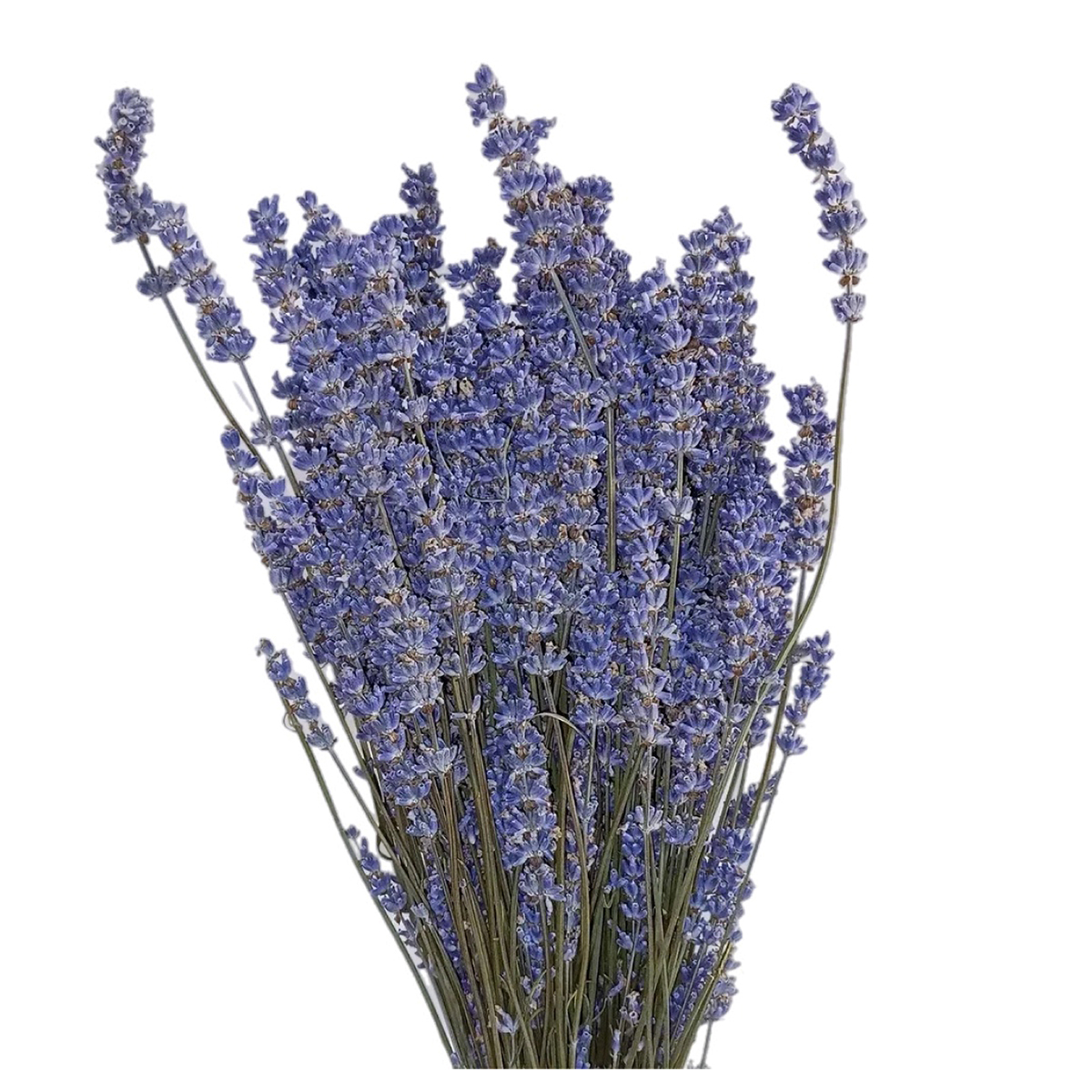 Blumentag DFNK-04 Лаванда французская натуральная, банч 1 шт. 50 г ± 5 г 35 см №01